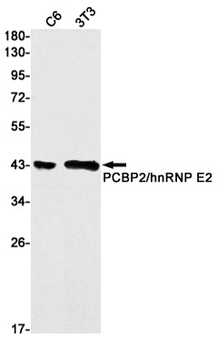 Anti-PCBP2 Rabbit Monoclonal Antibody
