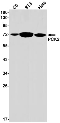 Anti-PCK2 Rabbit Monoclonal Antibody