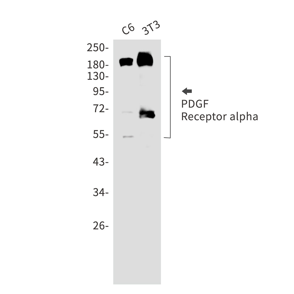 Anti-PDGFR alpha Rabbit Monoclonal Antibody