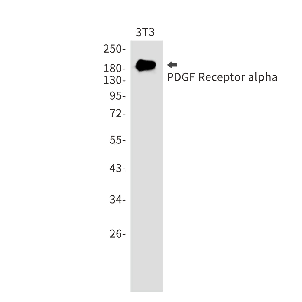 Anti-PDGFR alpha Rabbit Monoclonal Antibody