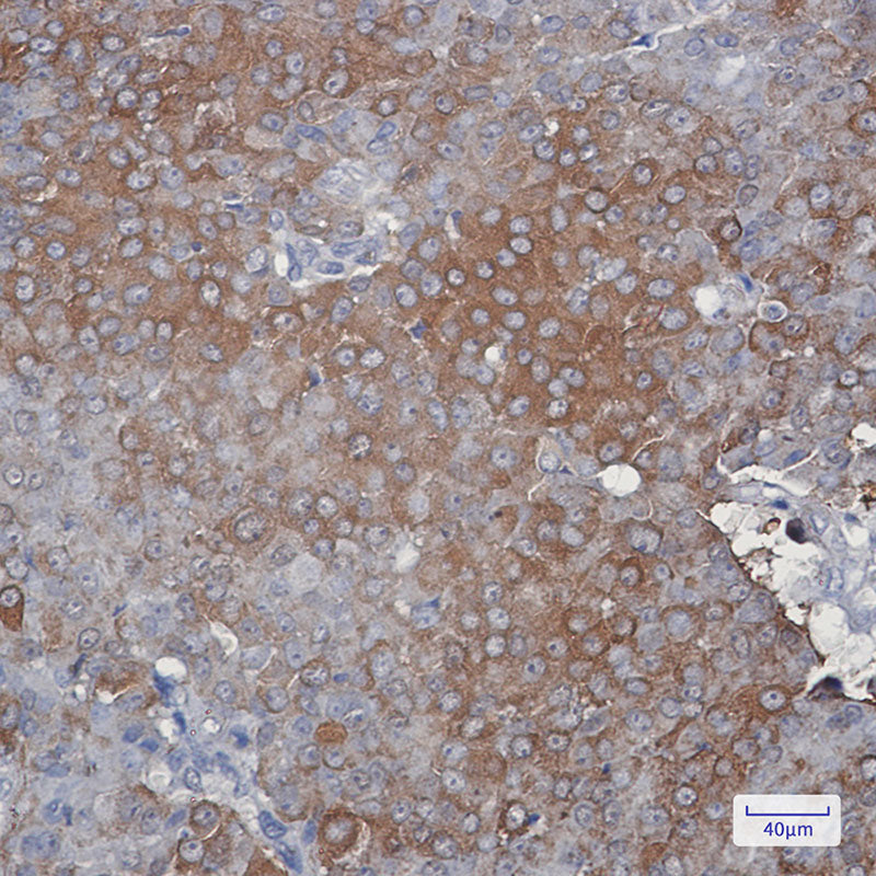 Anti-Peroxiredoxin 2 Rabbit Monoclonal Antibody