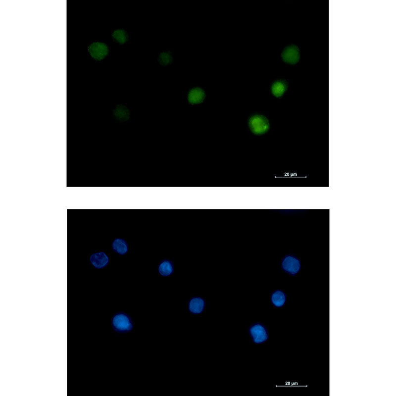 Anti-PHAPI2 Rabbit Monoclonal Antibody