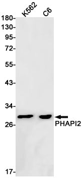 Anti-PHAPI2 Rabbit Monoclonal Antibody