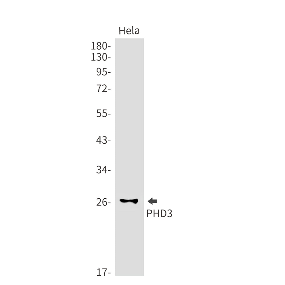 Anti-PHD3 Rabbit Monoclonal Antibody