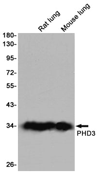 Anti-PHD3 Rabbit Monoclonal Antibody