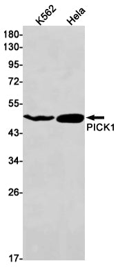 Anti-PICK1 Rabbit Monoclonal Antibody
