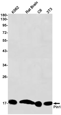 Anti-PIN1 Rabbit Monoclonal Antibody