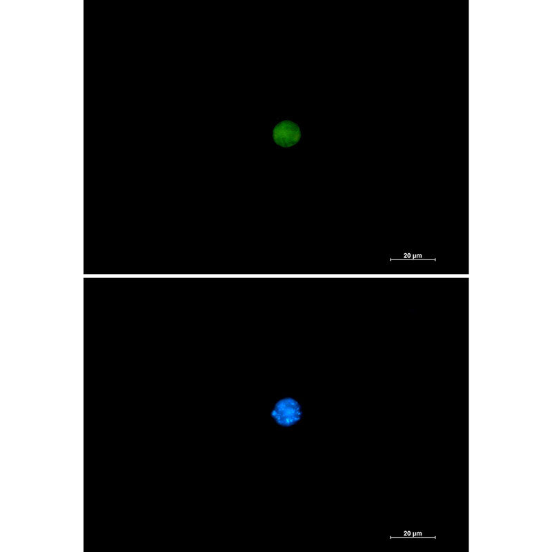 Anti-PIN1 Rabbit Monoclonal Antibody