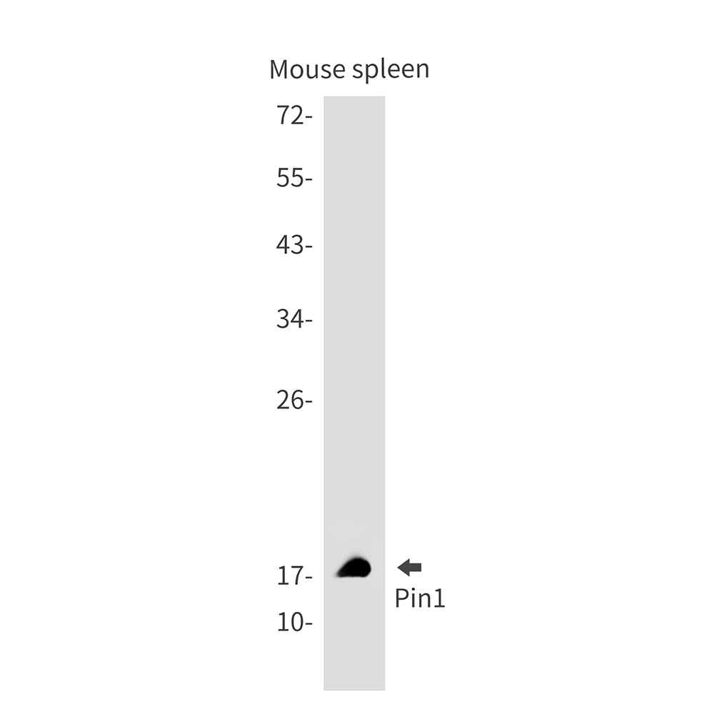 Anti-PIN1 Rabbit Monoclonal Antibody