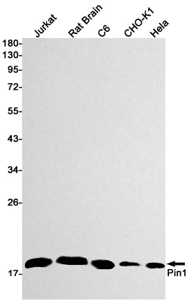 Anti-PIN1 Rabbit Monoclonal Antibody