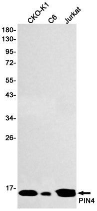Anti-PIN4 Rabbit Monoclonal Antibody