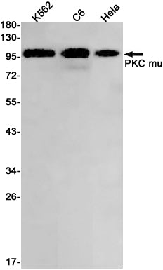 Anti-PKD1 Rabbit Monoclonal Antibody