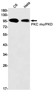 Anti-PKD1 Rabbit Monoclonal Antibody