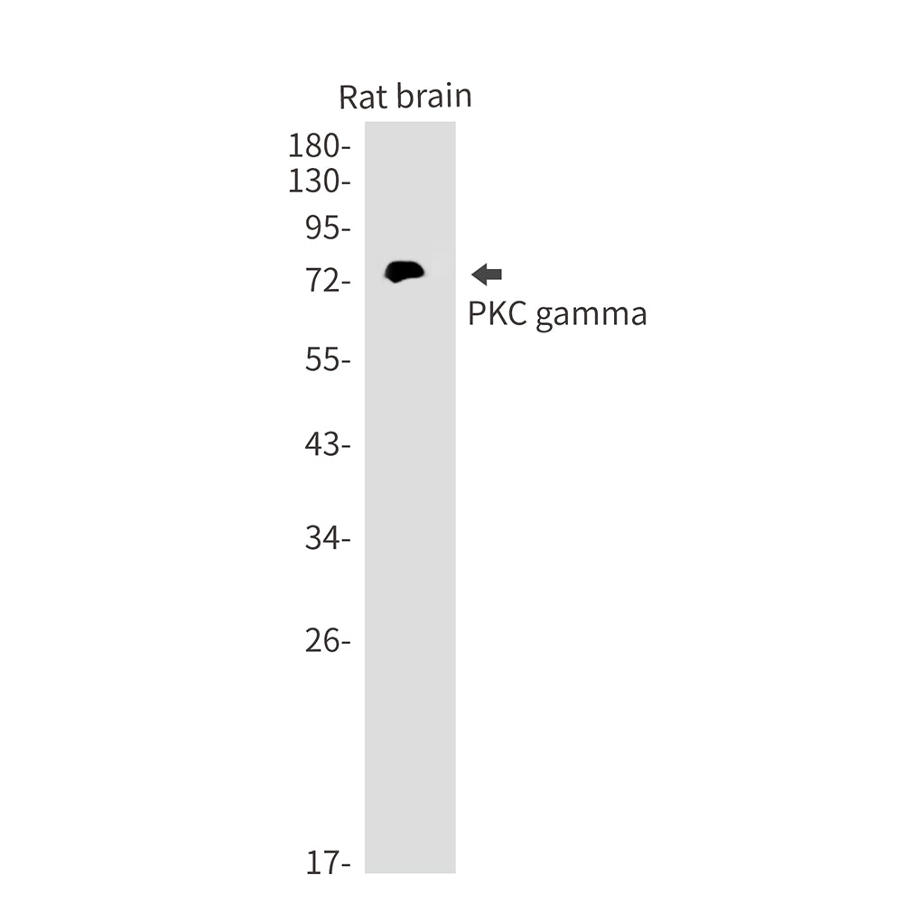 Anti-PKC gamma Rabbit Monoclonal Antibody