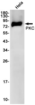 Anti-PKC gamma Rabbit Monoclonal Antibody