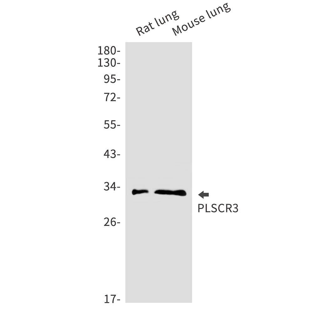 Anti-PLSCR3 Rabbit Monoclonal Antibody