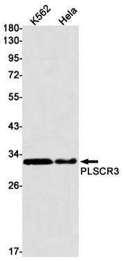 Anti-PLSCR3 Rabbit Monoclonal Antibody