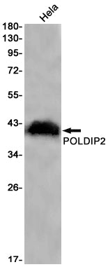 Anti-POLDIP2 Rabbit Monoclonal Antibody