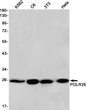 Anti-RNA Polymerases I/II/III Subunit ABC1 Rabbit Monoclonal Antibody