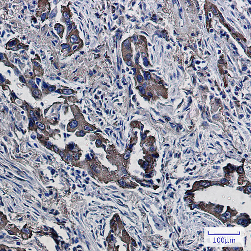 Anti-PON2 Rabbit Monoclonal Antibody