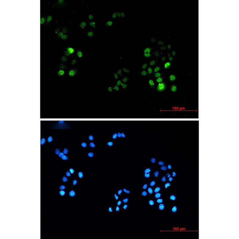 Anti-Phospho-PRC1 (Thr481) Rabbit Monoclonal Antibody