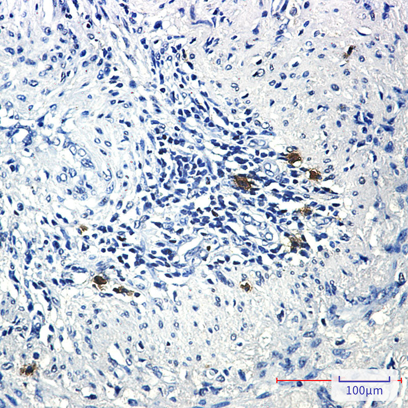 Anti-Phospho-PRC1 (Thr481) Rabbit Monoclonal Antibody