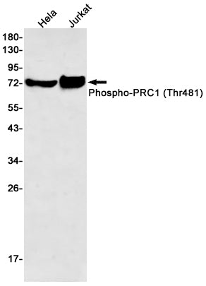 Anti-Phospho-PRC1 (Thr481) Rabbit Monoclonal Antibody