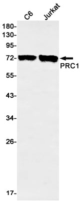 Anti-PRC1 Rabbit Monoclonal Antibody