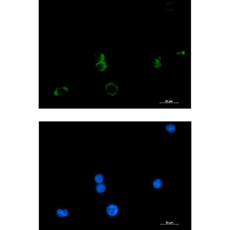 Anti-Prostaglandin D Synthase Rabbit Monoclonal Antibody