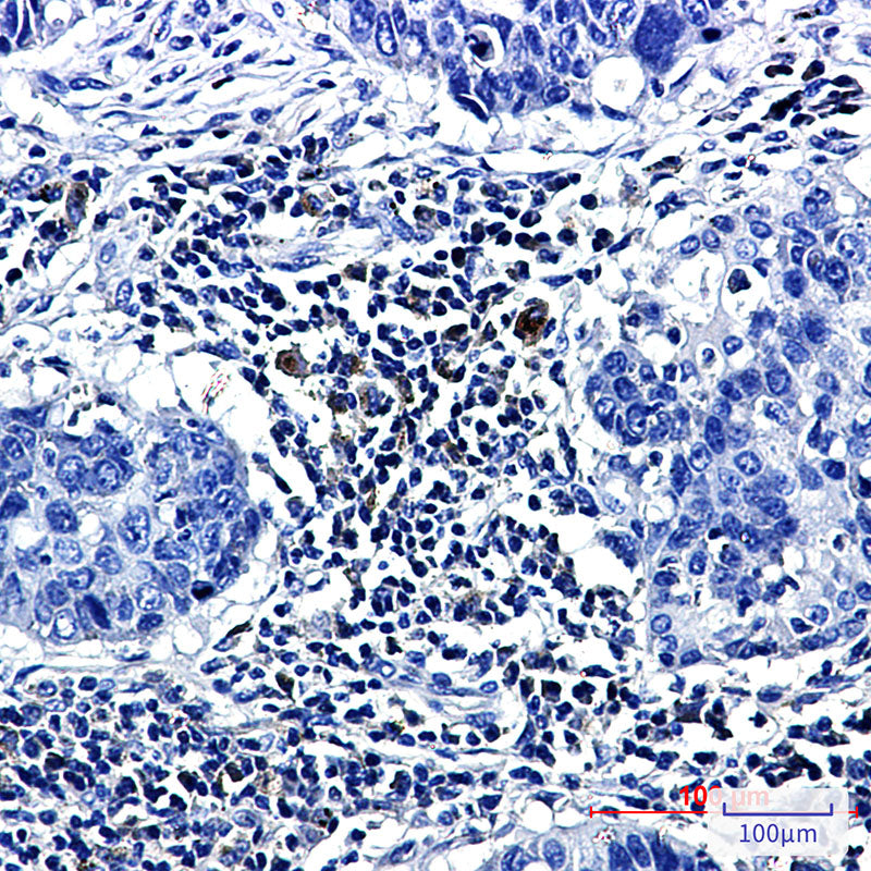 Anti-Prostaglandin D Synthase Rabbit Monoclonal Antibody