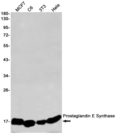 Anti-Prostaglandin E Synthase Rabbit Monoclonal Antibody