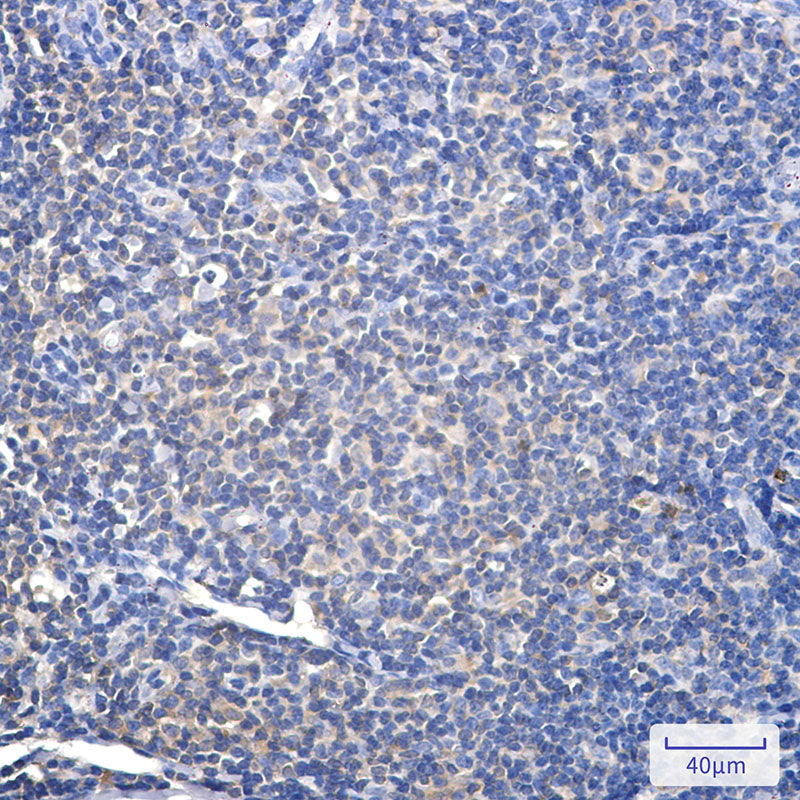 Anti-Proteasome alpha 2 Rabbit Monoclonal Antibody