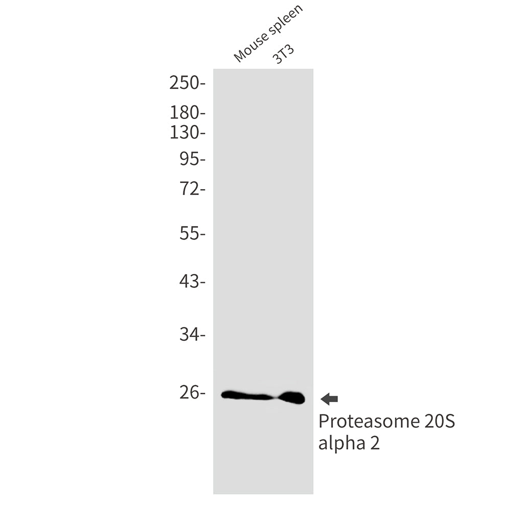 Anti-Proteasome alpha 2 Rabbit Monoclonal Antibody