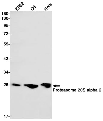 Anti-Proteasome alpha 2 Rabbit Monoclonal Antibody