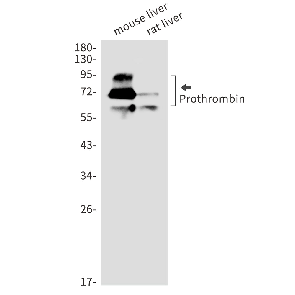 Anti-Prothrombin Rabbit Monoclonal Antibody