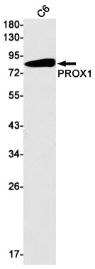 Anti-PROX1 Rabbit Monoclonal Antibody