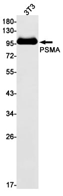 Anti-PSMA Rabbit Monoclonal Antibody