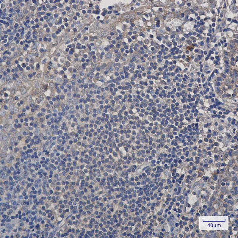 Anti-PSMA4 Rabbit Monoclonal Antibody