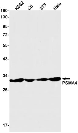 Anti-PSMA4 Rabbit Monoclonal Antibody