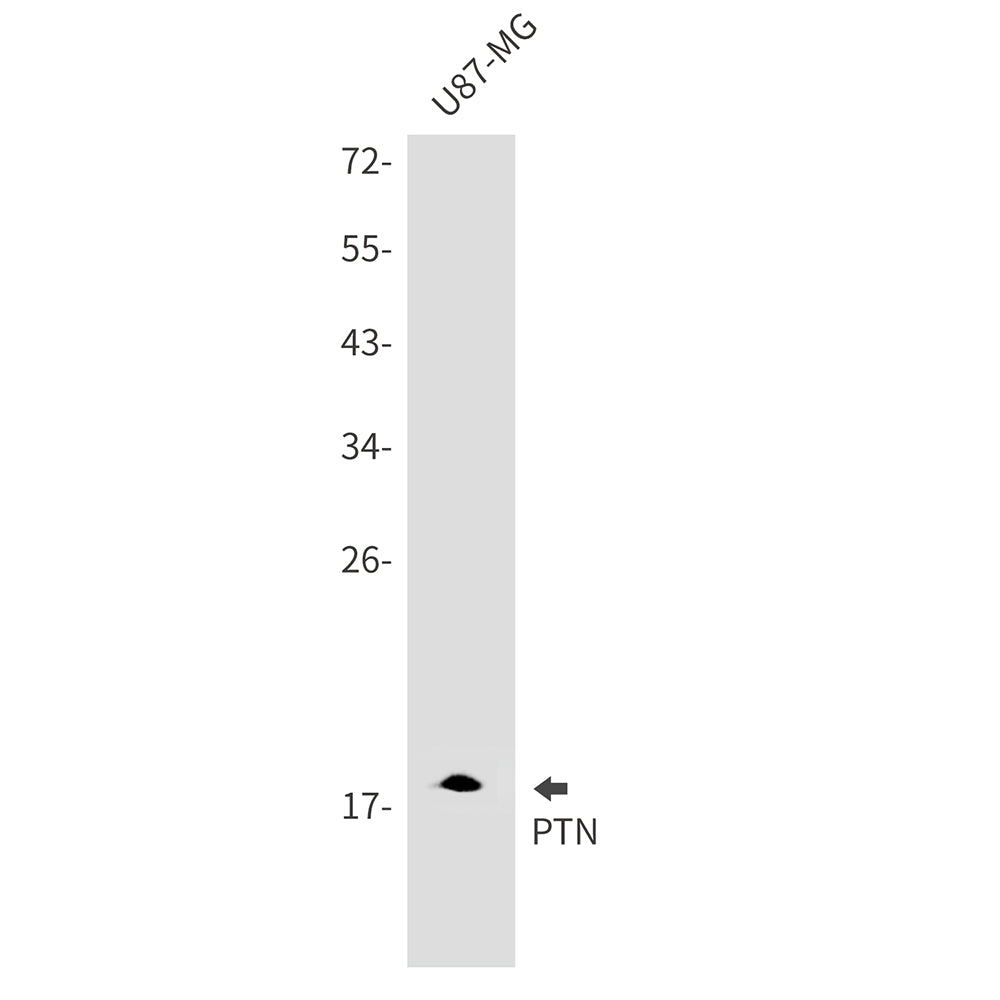 Anti-PTN Rabbit Monoclonal Antibody