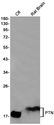Anti-PTN Rabbit Monoclonal Antibody