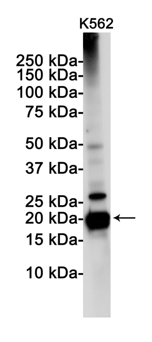 Anti-PUMA Rabbit Monoclonal Antibody