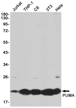 Anti-PUMA Rabbit Monoclonal Antibody