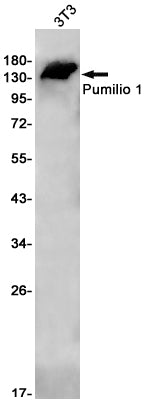 Anti-PUM1 Rabbit Monoclonal Antibody