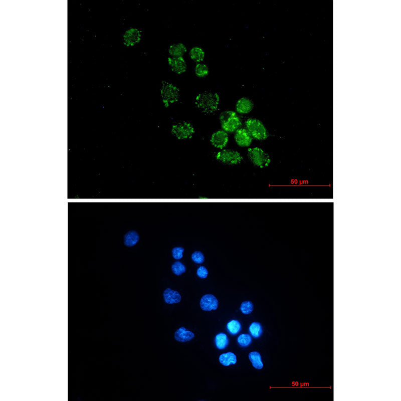 Anti-PUS1 Rabbit Monoclonal Antibody
