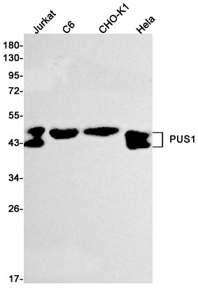 Anti-PUS1 Rabbit Monoclonal Antibody