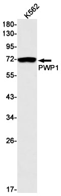 Anti-PWP1 Rabbit Monoclonal Antibody