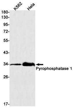 Anti-Pyrophosphatase 1 Rabbit Monoclonal Antibody