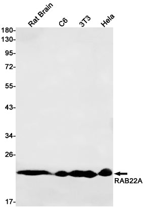 Anti-Rab22A Rabbit Monoclonal Antibody