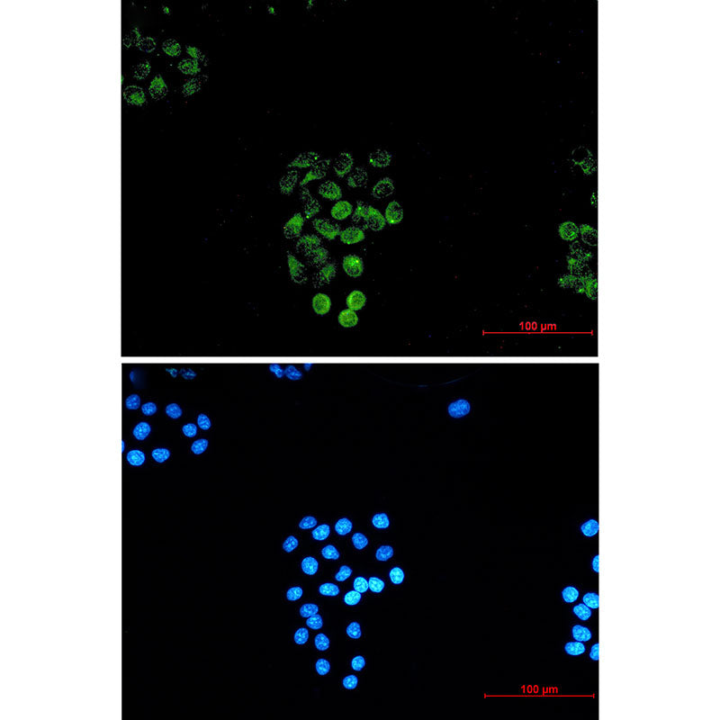 Anti-Rab45 Rabbit Monoclonal Antibody